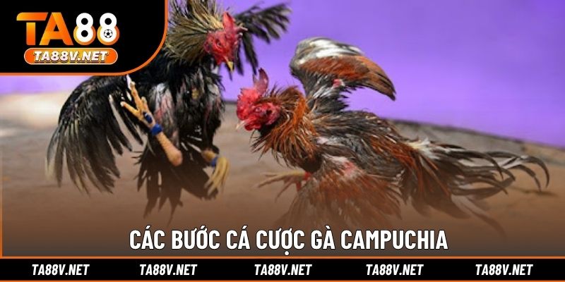 Các bước cá cược gà Campuchia