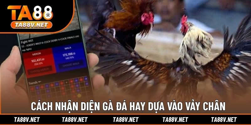 Cách nhận diện gà đá hay dựa vào vảy chân