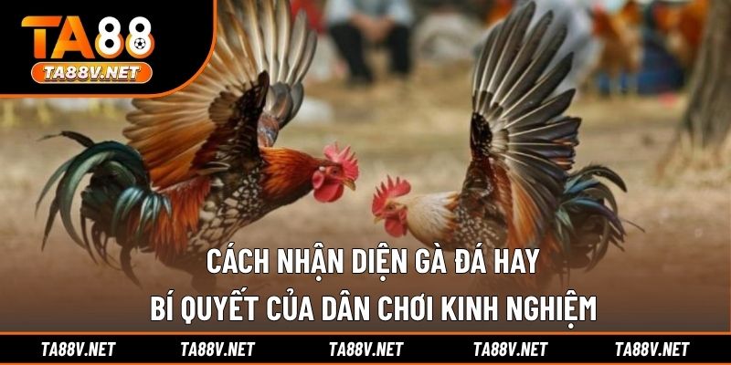 Cách Nhận Diện Gà Đá Hay