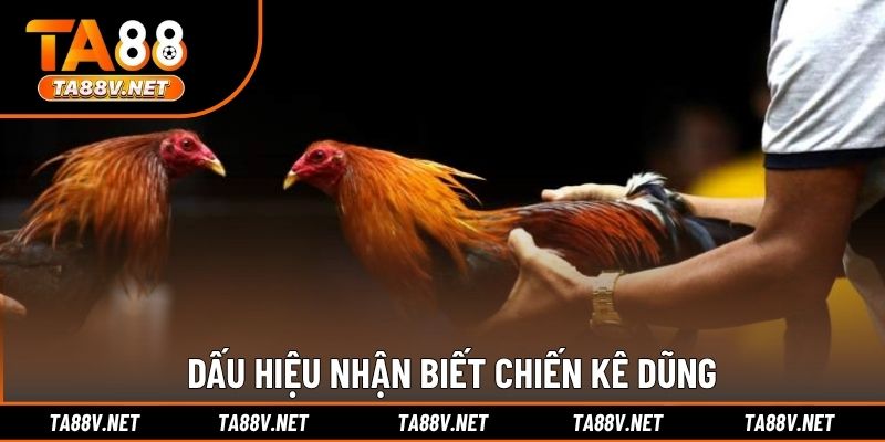 Dấu hiệu nhận biết chiến kê dũng