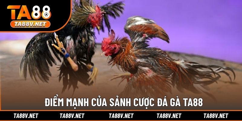 Điểm mạnh của sảnh cược đá gà TA88