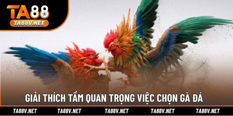 Giải thích tầm quan trọng việc chọn gà đá