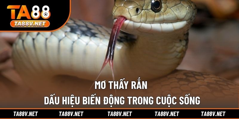 Mơ Thấy Rắn