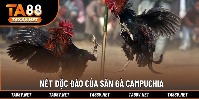 Nét độc đáo của sân gà Campuchia