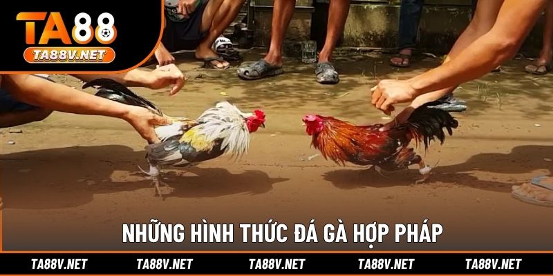 Những hình thức đá gà hợp pháp