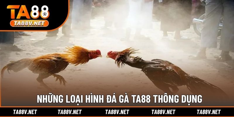 Những loại hình đá gà TA88 thông dụng