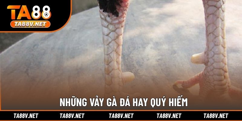 Những vảy gà đá hay quý hiếm