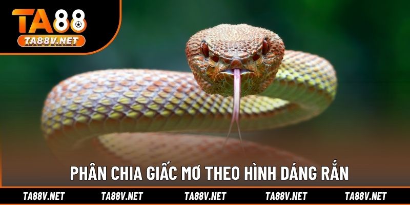 Phân chia giấc mơ theo hình dáng rắn