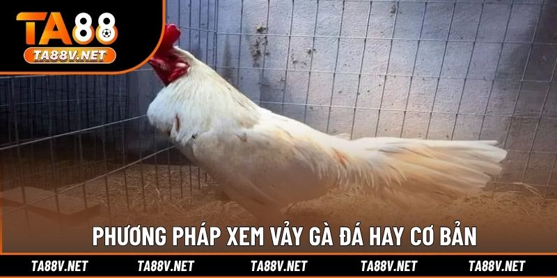 Phương pháp xem vảy gà đá hay cơ bản