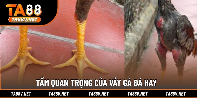 Tầm quan trọng của vảy gà đá hay
