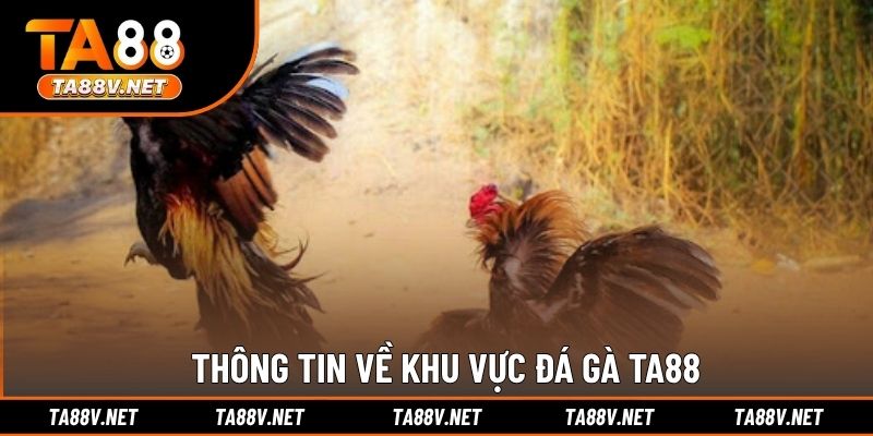 Thông tin về khu vực đá gà TA88