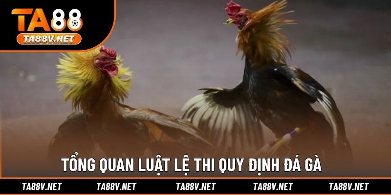 Tổng quan luật lệ thi quy định đá gà