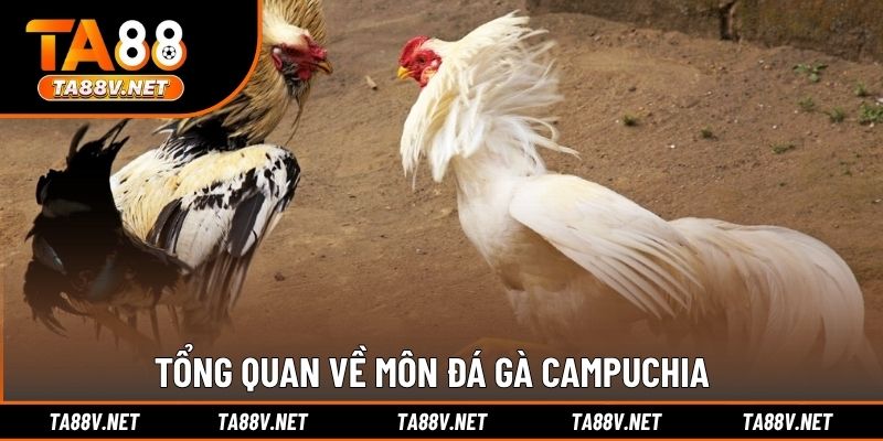 Tổng quan về môn đá gà Campuchia