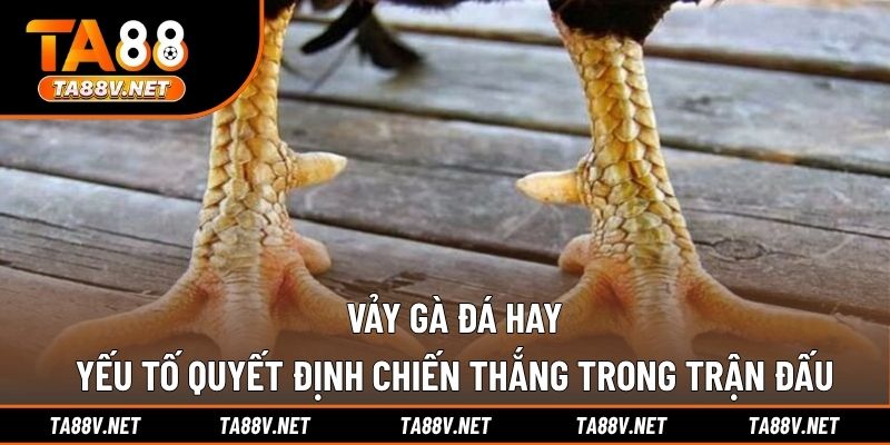 Vảy Gà Đá Hay